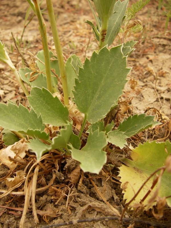 Image of Eryngium planum specimen.