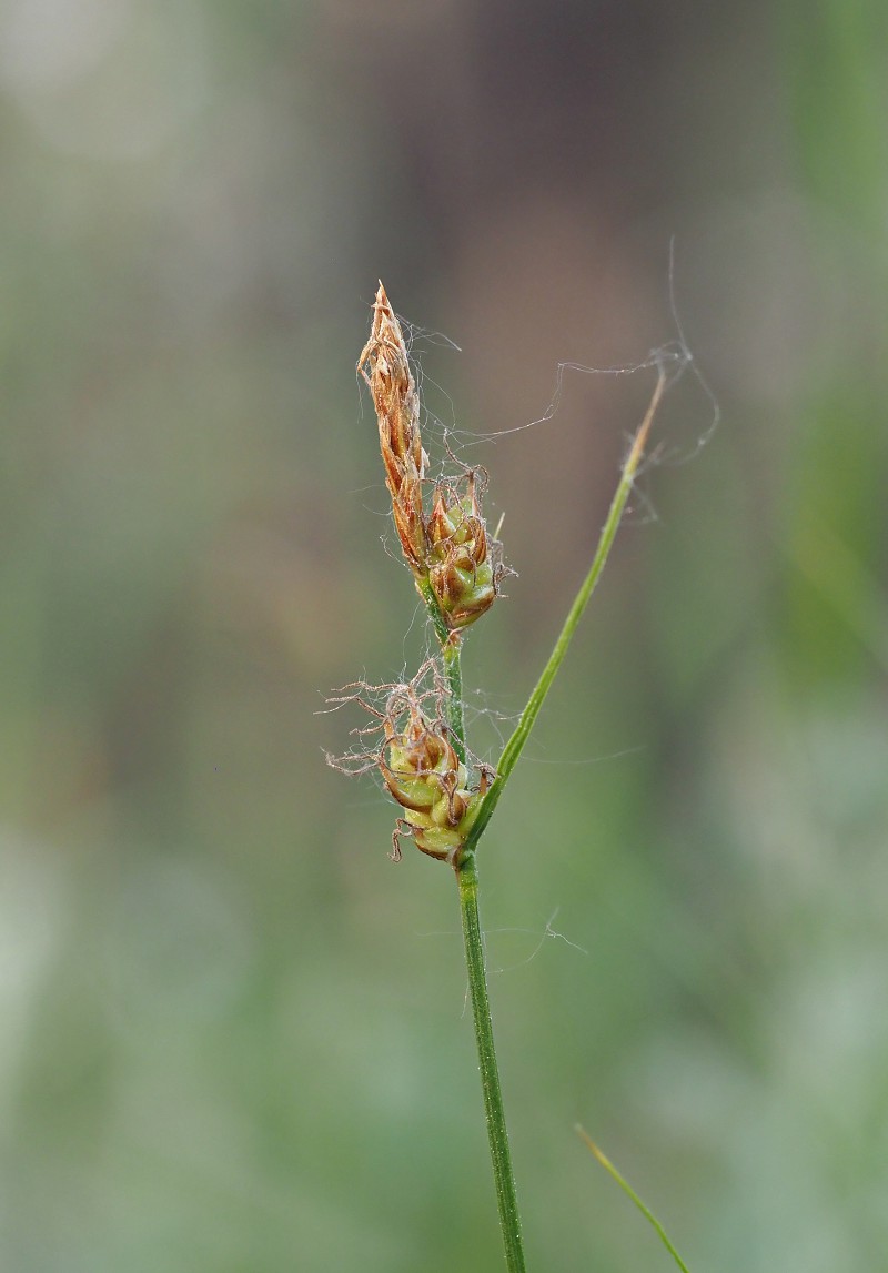 Изображение особи Carex supina.