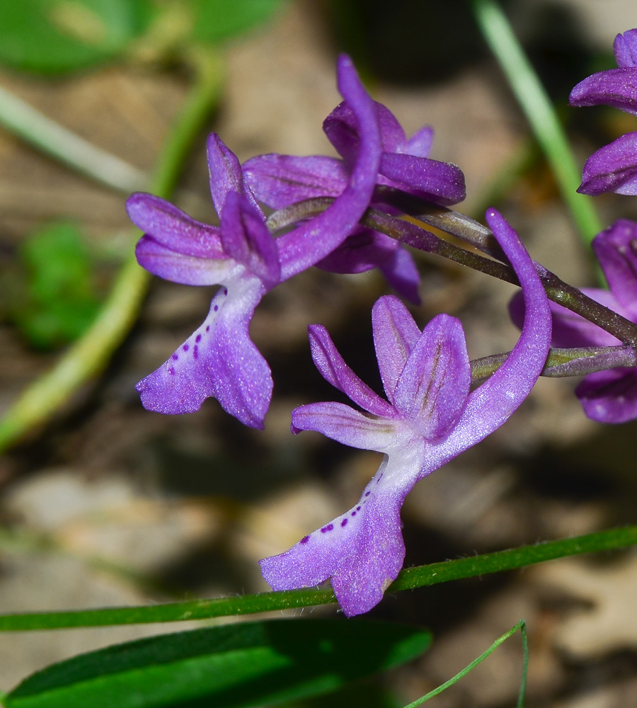 Image of Orchis anatolica specimen.