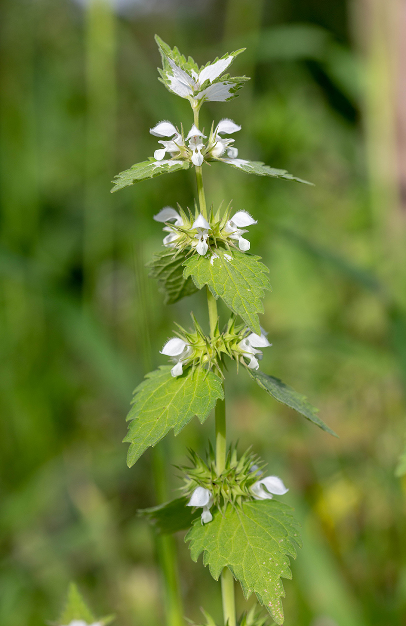 Изображение особи Lamium moschatum.