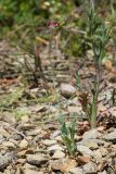 Papaver laevigatum