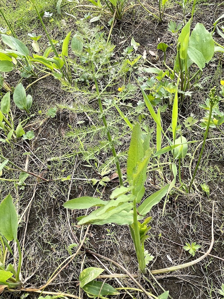 Изображение особи Sium latifolium.