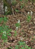 Cephalanthera longifolia