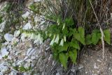 Campanula alliariifolia. Цветущее растение. Чечня, Веденский р-н, берег оз. Кезенойам, ≈ 1800 м н.у.м., осыпающийся каменистый склон. 25.07.2022.