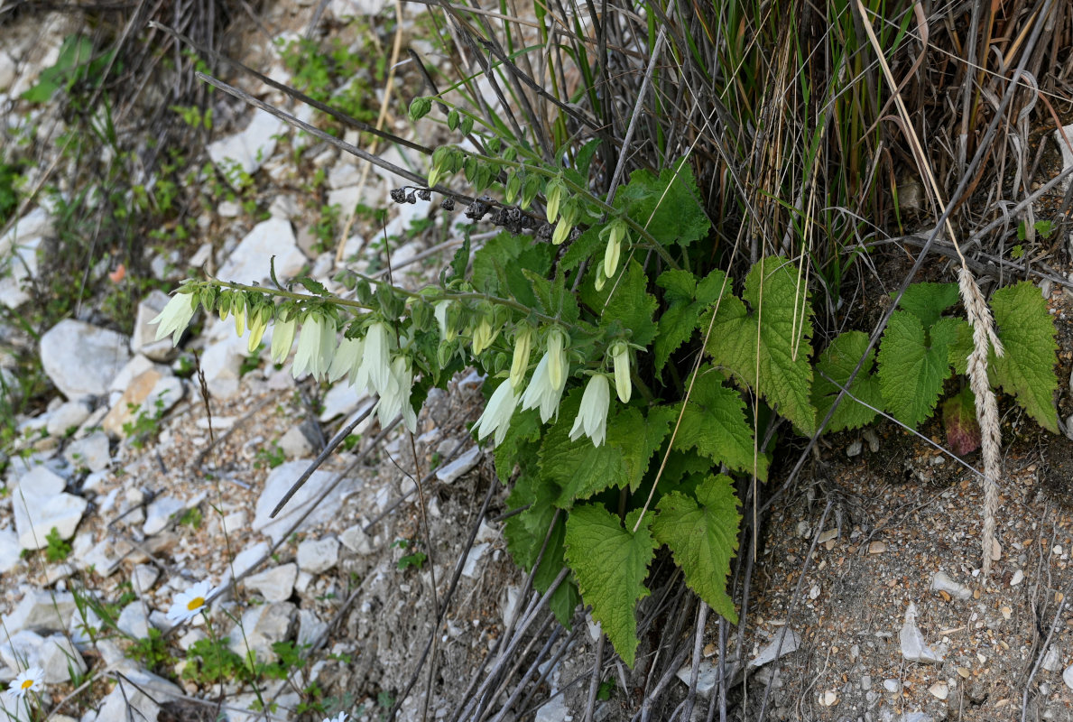 Image of Campanula alliariifolia specimen.