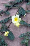Tribulus zeyheri. Побег с цветками. Намибия, обл. Кунене, р-н Эпупа, окр. пос. пос. Эпупа; горы Гартмана, дол. р. Кунене, на песке. 18.01.2010.