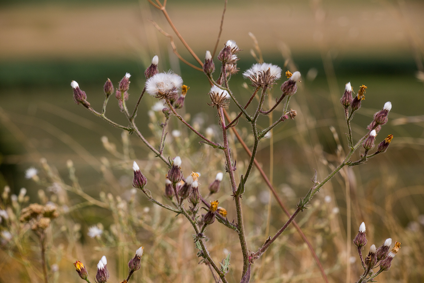 Изображение особи Crepis rhoeadifolia.