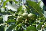 Juglans regia. Незрелые плоды и листья. Крым, Южный Берег, г. Алушта, в культуре. 16.07.2021.