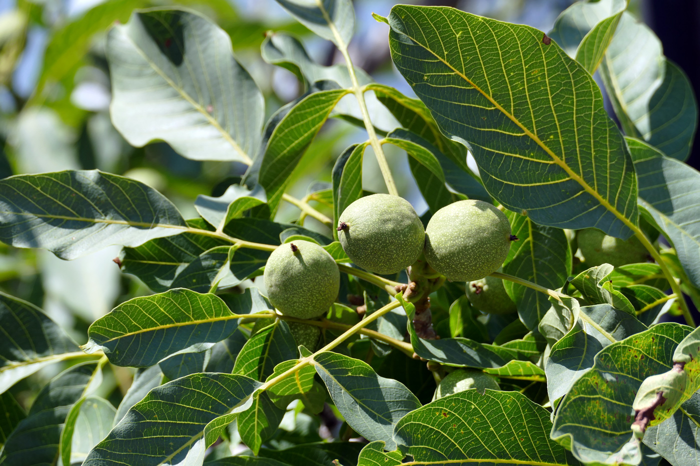 Изображение особи Juglans regia.