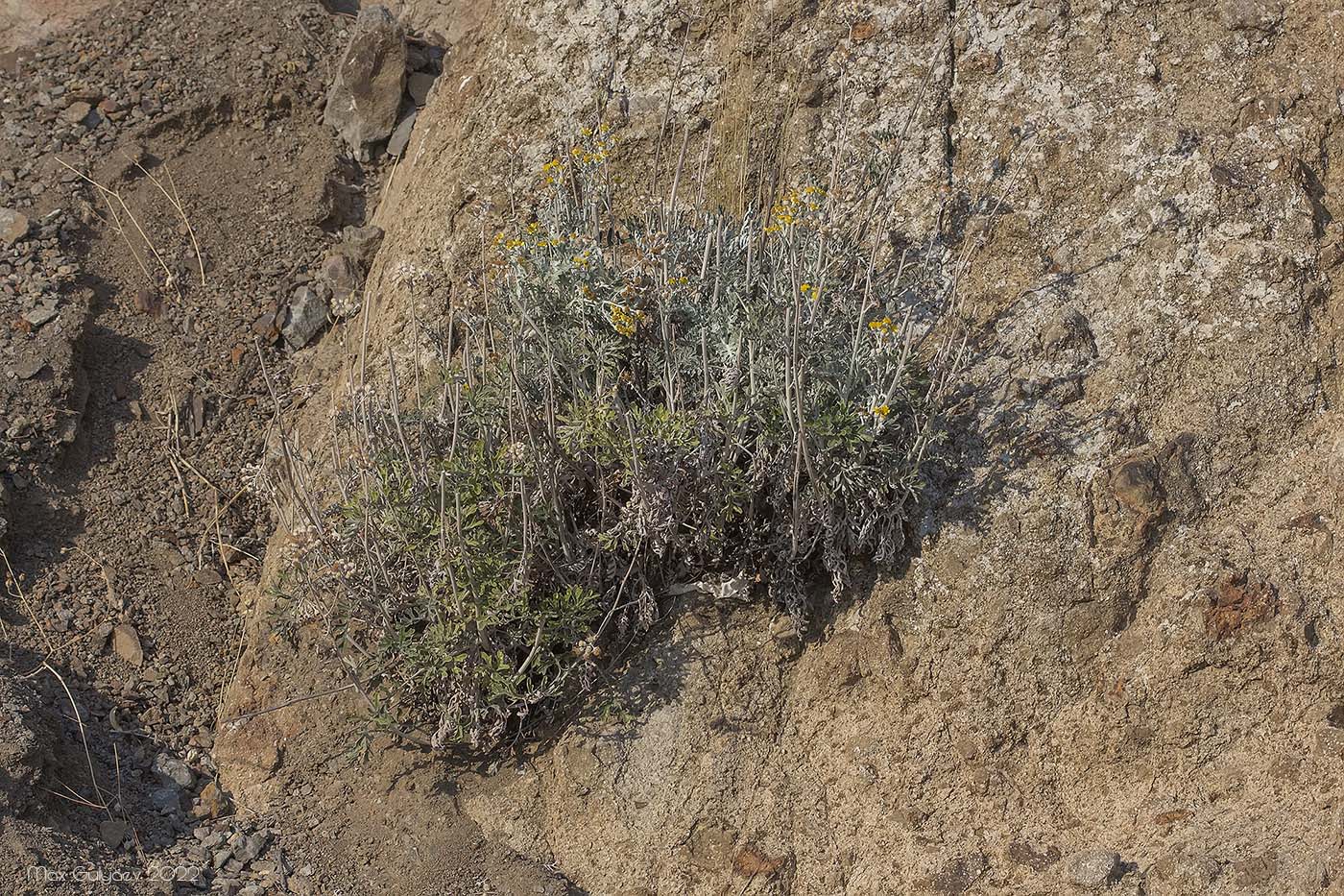 Изображение особи Senecio cineraria.