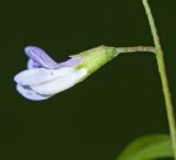 Vicia tetrasperma