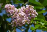 Lagerstroemia indica