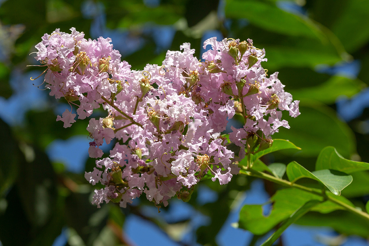 Image of Lagerstroemia indica specimen.