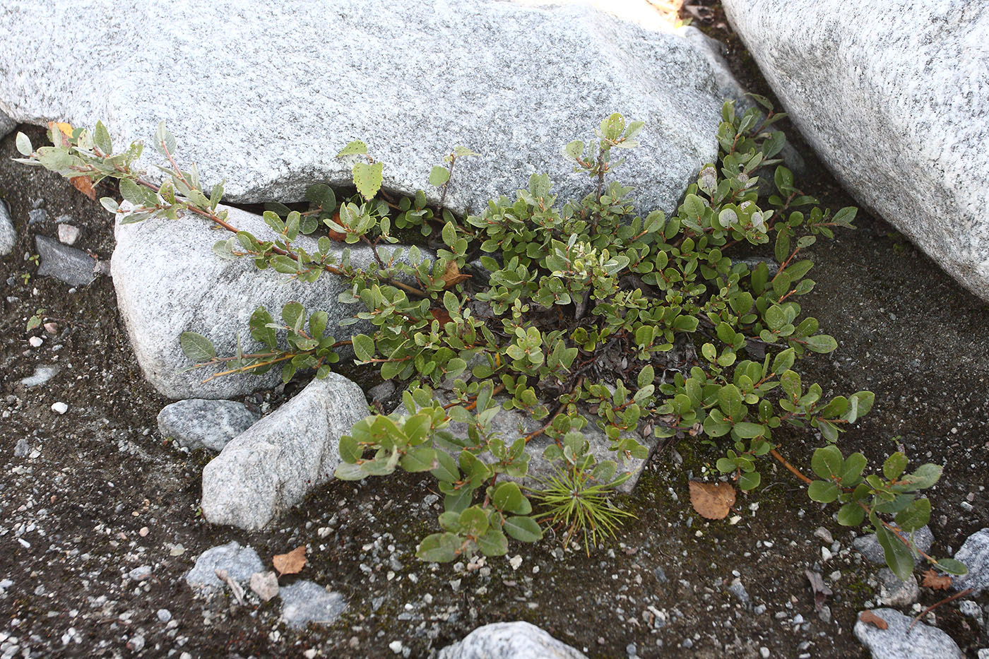 Image of genus Salix specimen.