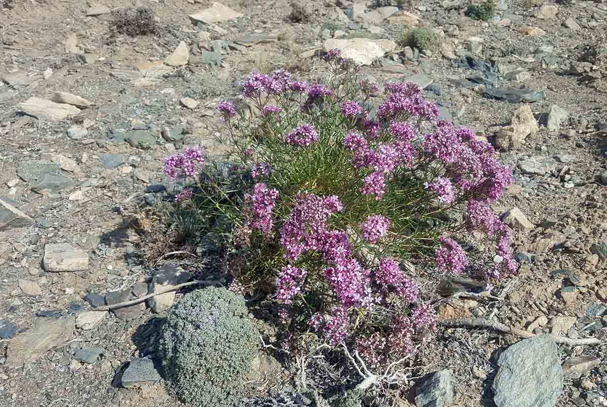 Изображение особи Acanthophyllum pungens.