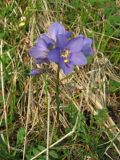 Polemonium acutiflorum. Цветущее растение. Полярный Урал, седловина перевала с оз. Естото в верховья р. Большая Пайпудына. 01.08.2010.