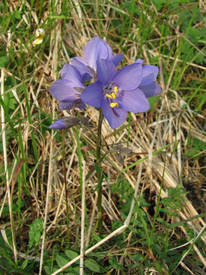 Image of Polemonium acutiflorum specimen.