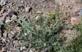 genus Potentilla. Отцветшее растение. Киргизия, Ошская обл., Памир, Заалайский хр., долина р. Ачик-Таш, ≈ 3600 м н.у.м., осыпающийся сухой склон. 08.07.2022.