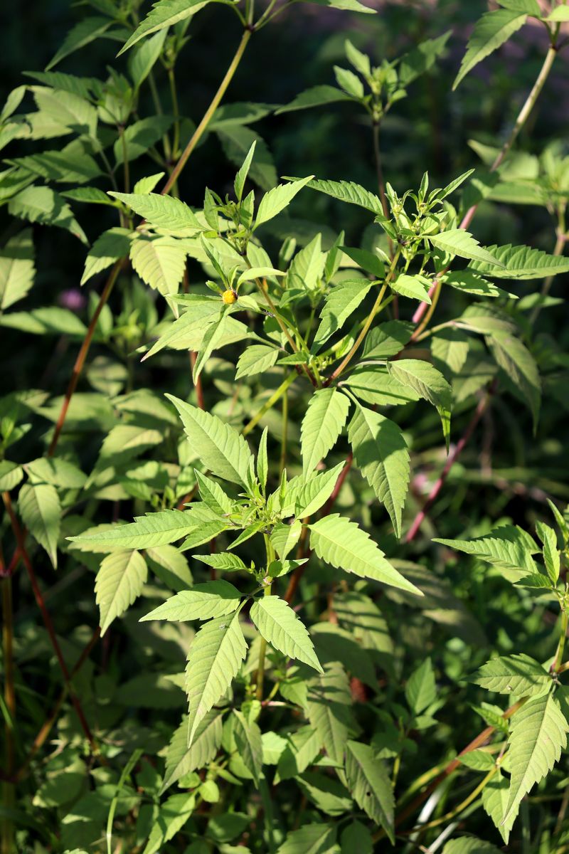 Image of Bidens frondosa specimen.