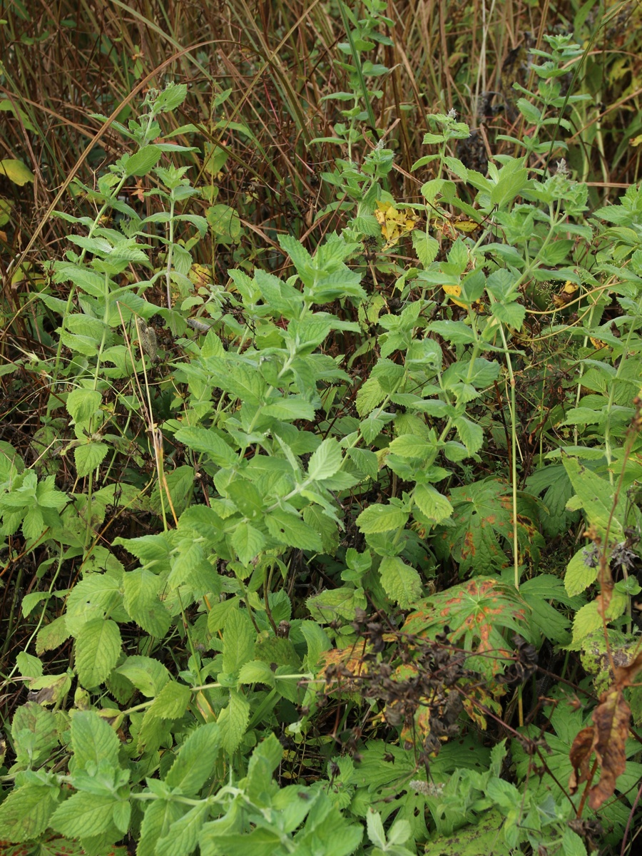 Изображение особи Mentha longifolia.