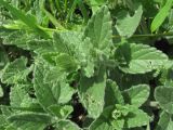 Nepeta parviflora