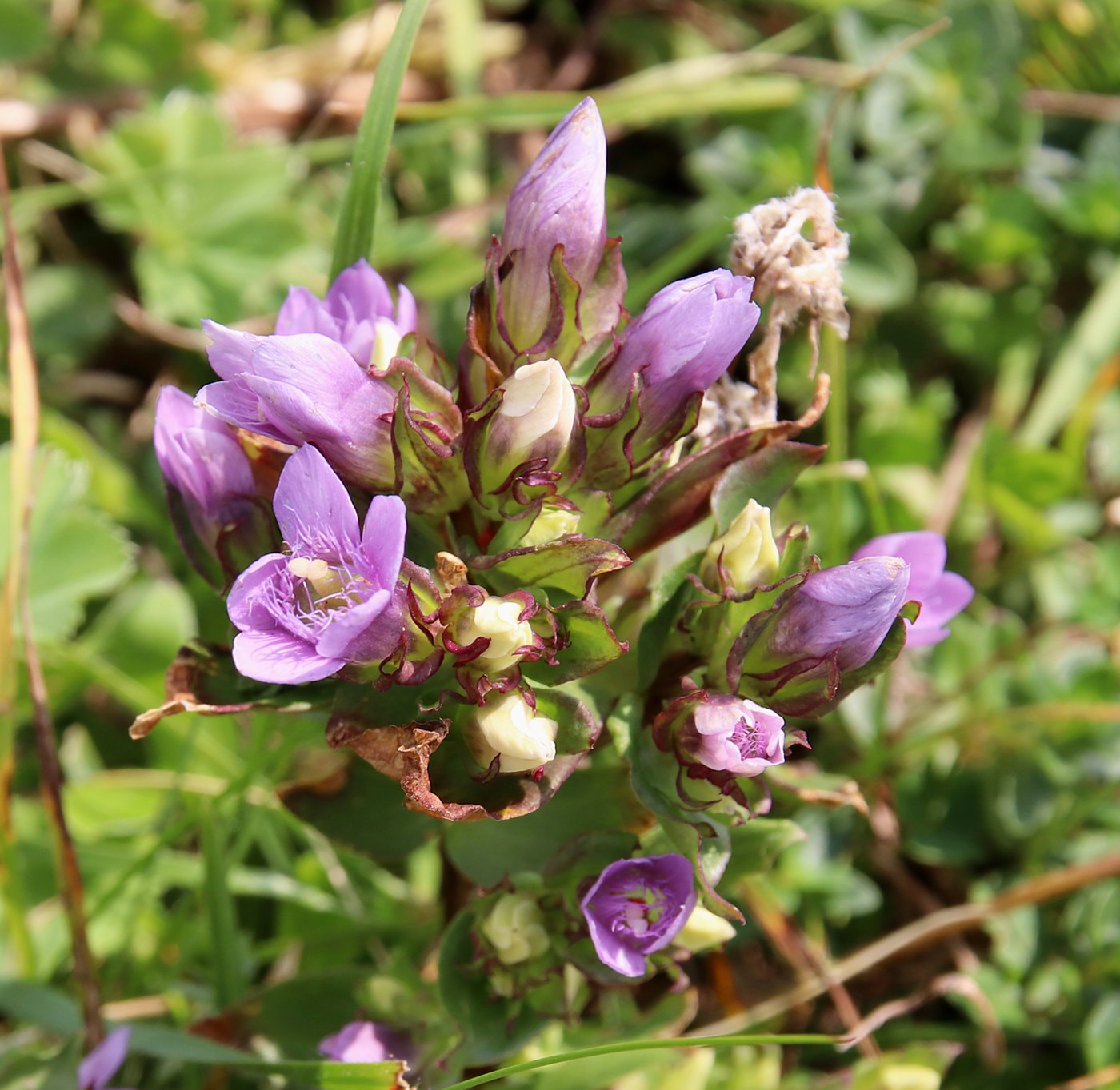 Image of Gentianella biebersteinii specimen.