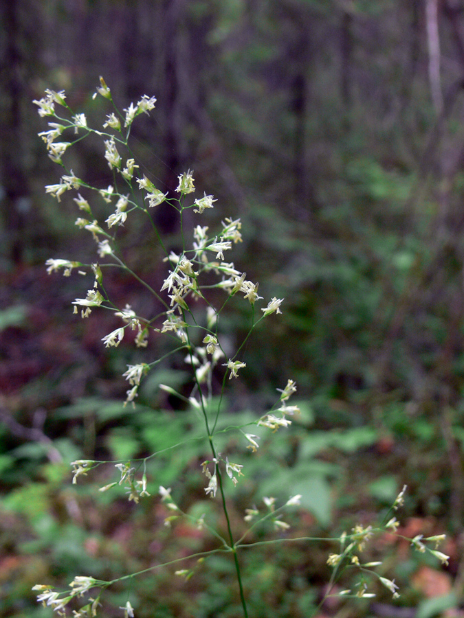 Изображение особи Deschampsia cespitosa.