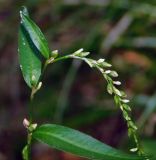 Persicaria hydropiper