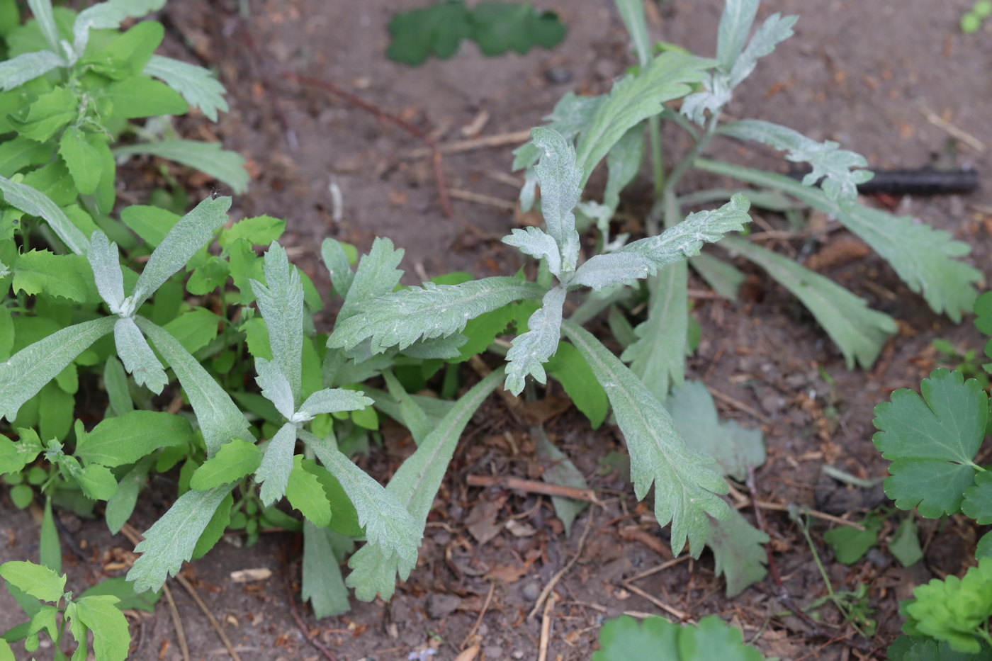 Image of Artemisia ludoviciana specimen.