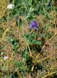 Medicago sativa