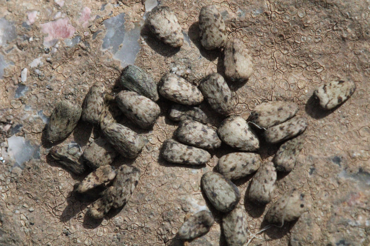 Image of Cousinia glabriseta specimen.