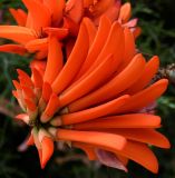 Erythrina corallodendron