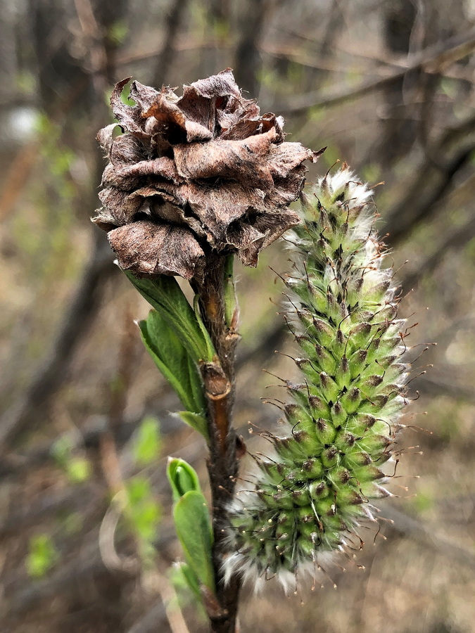 Image of Salix gracilistyla specimen.