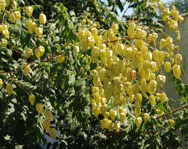 Изображение особи Koelreuteria paniculata.