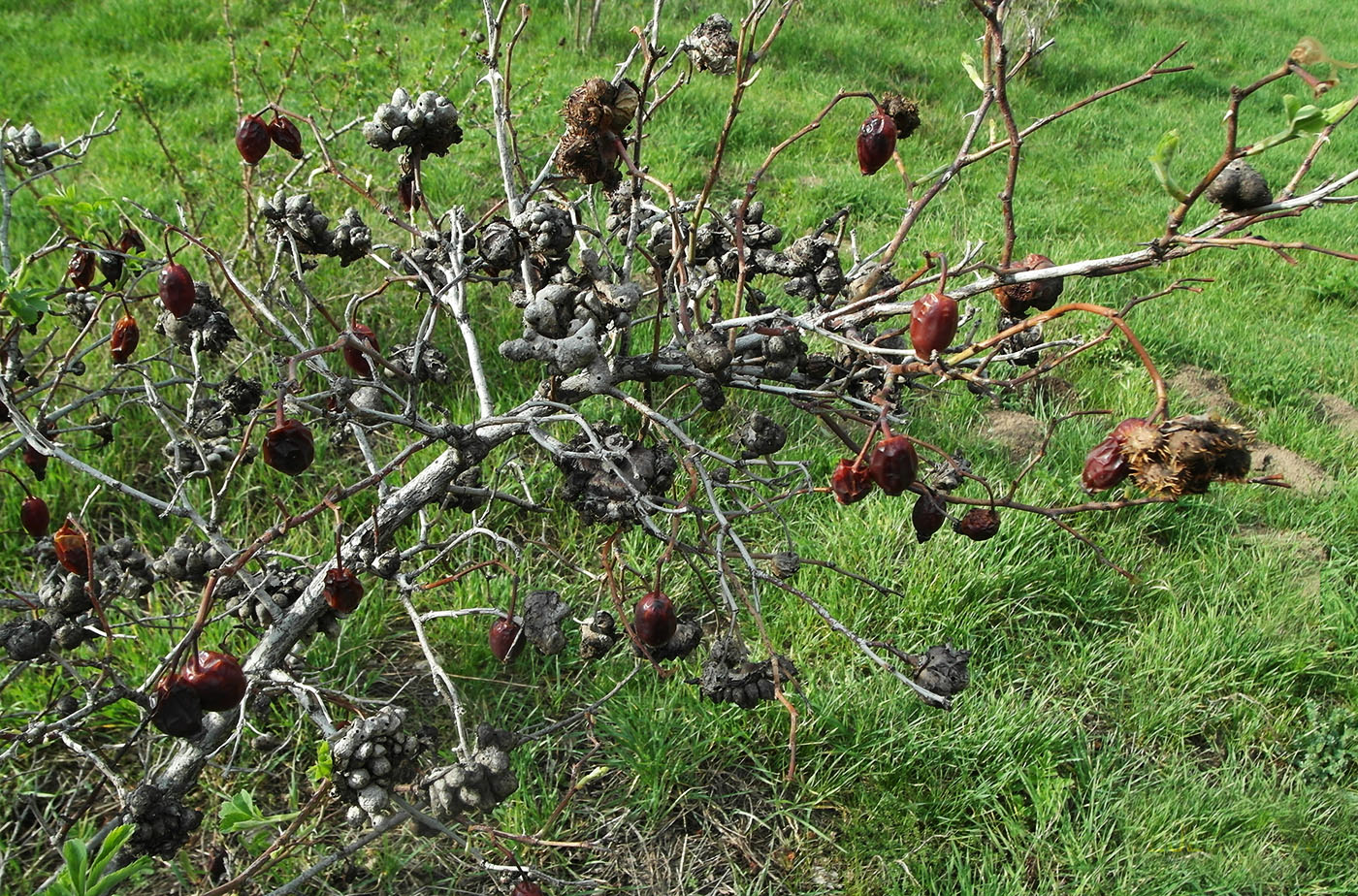 Image of Rosa corymbifera specimen.