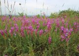 Polygala major. Цветущие растения. Краснодарский край, Крымский р-н, окр. станицы Неберджаевская, гора Вышка, 340 м н.у.м., разнотравный луг на вершине горы. 09.06.2023.