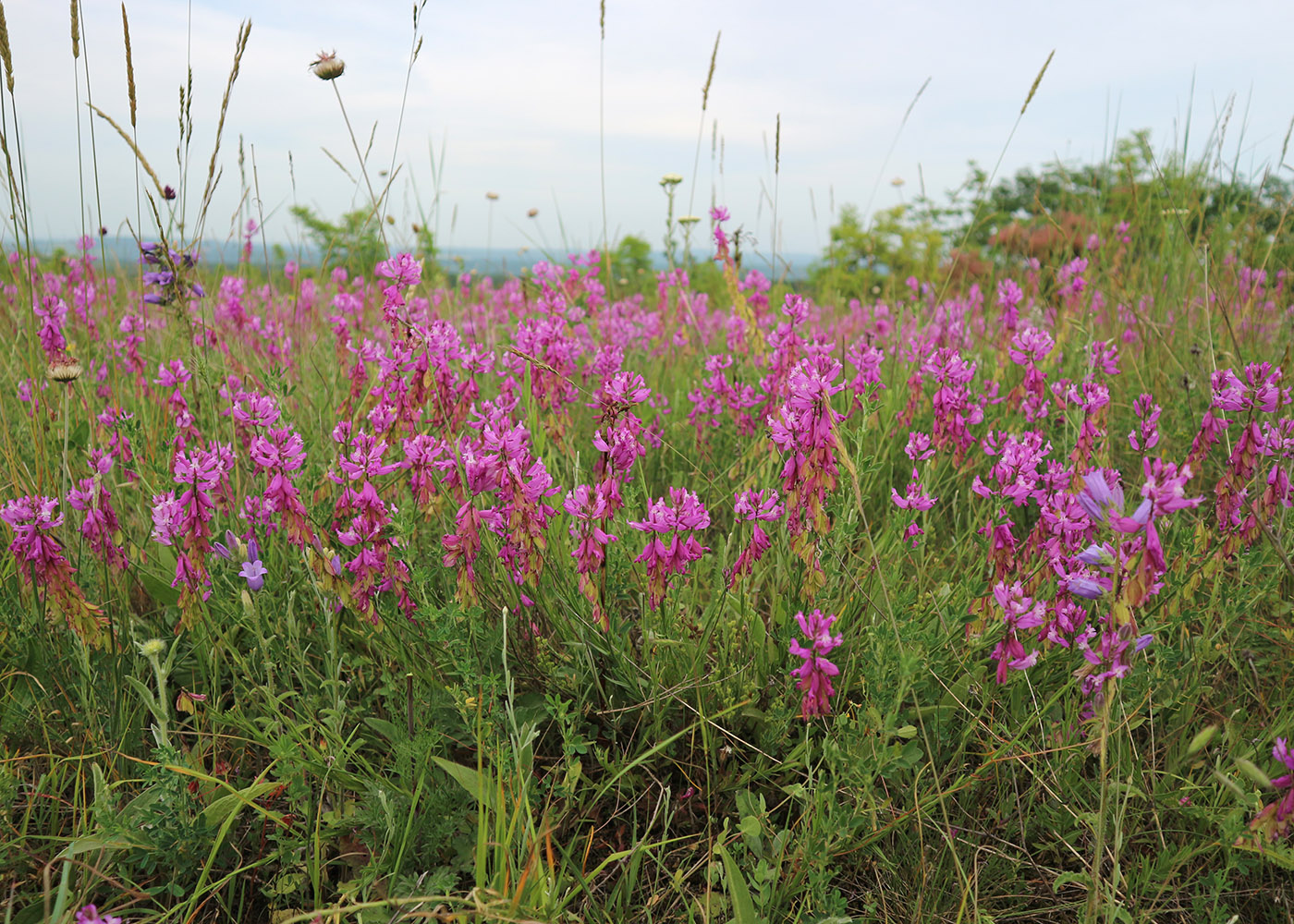 Изображение особи Polygala major.