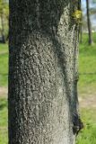 Tilia americana