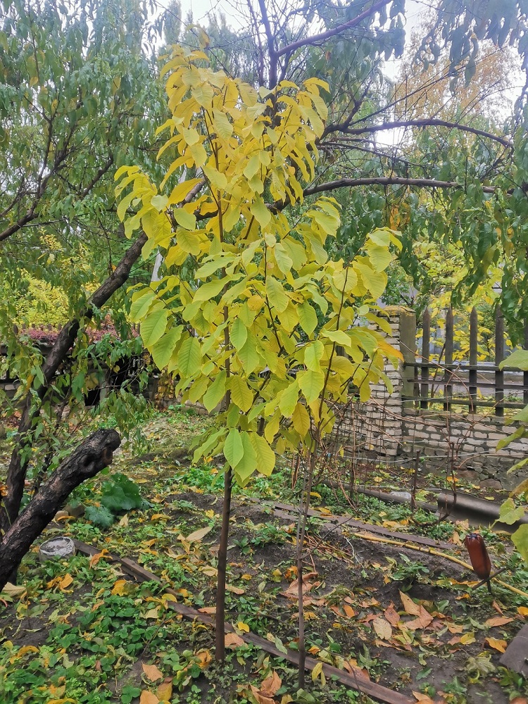 Изображение особи Asimina triloba.