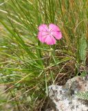 Dianthus oschtenicus