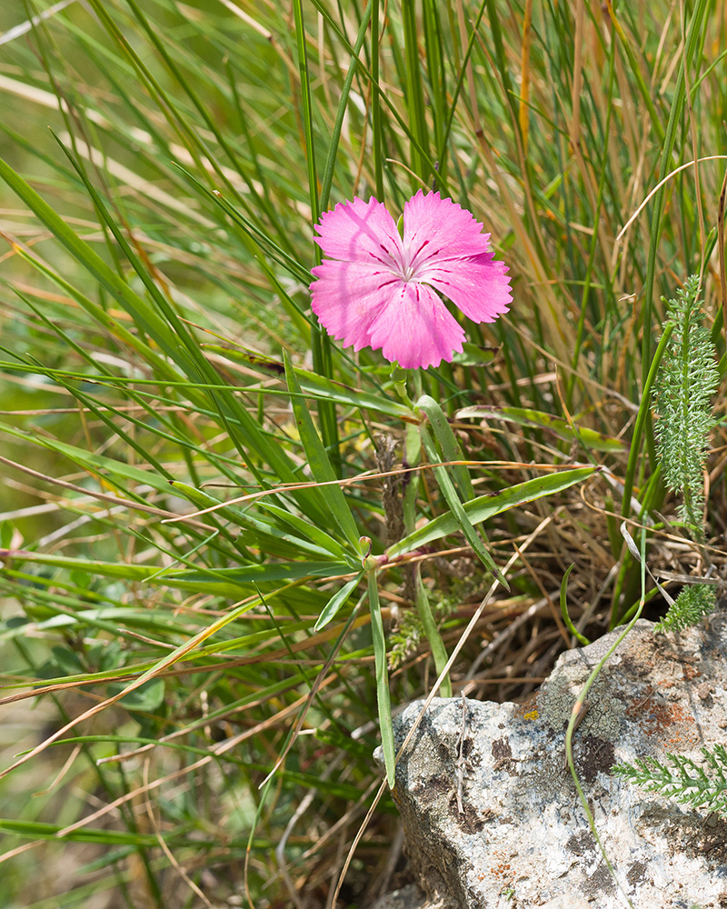 Image of Dianthus oschtenicus specimen.
