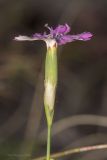 Dianthus campestris