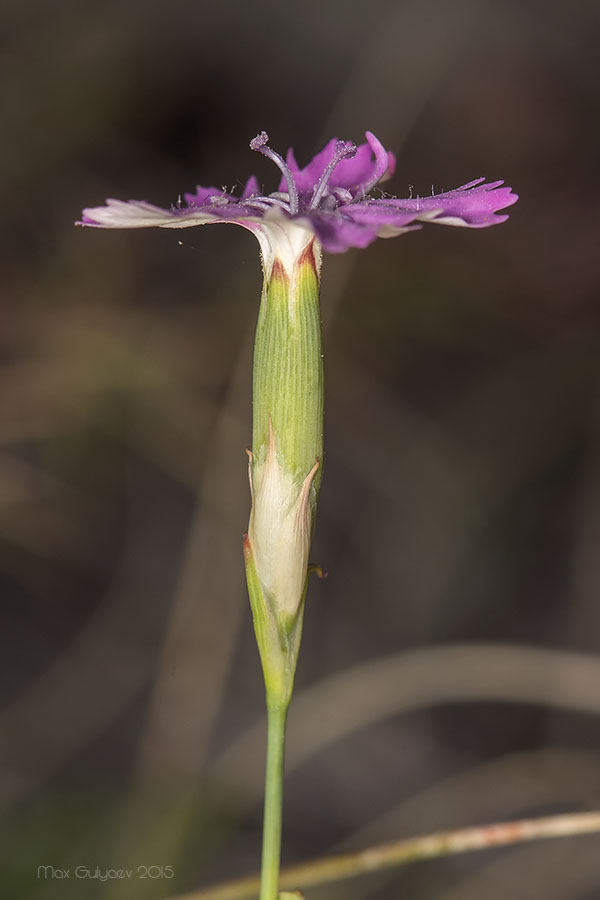 Изображение особи Dianthus campestris.