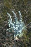 Image of specimen