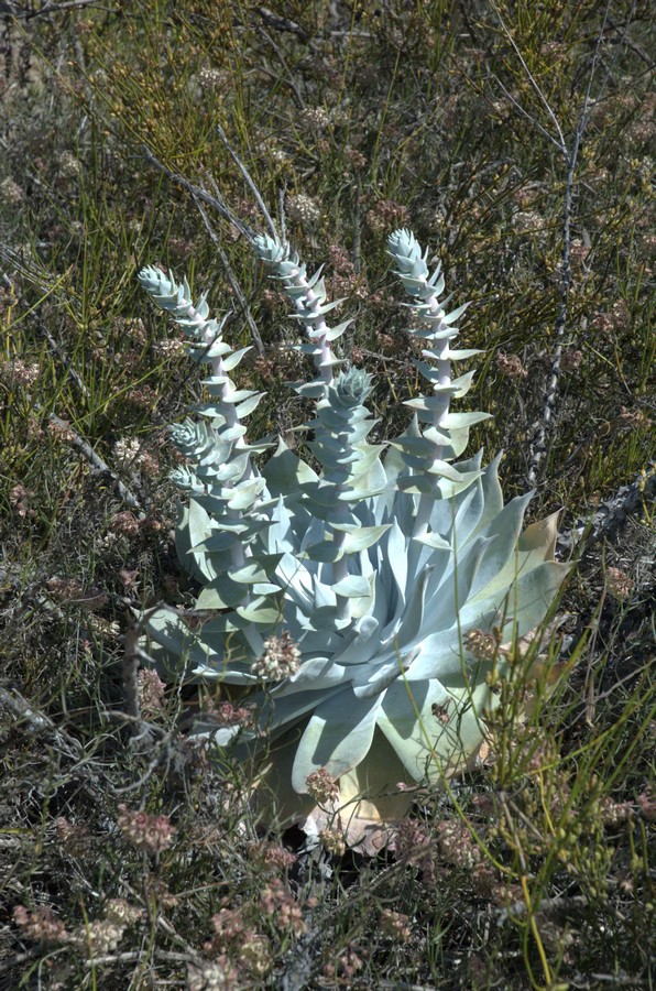 Image of Dudleya pulverulenta specimen.