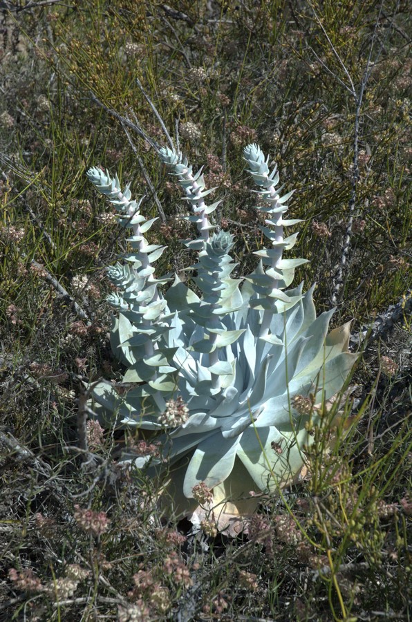 Изображение особи Dudleya pulverulenta.