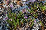 Calluna vulgaris