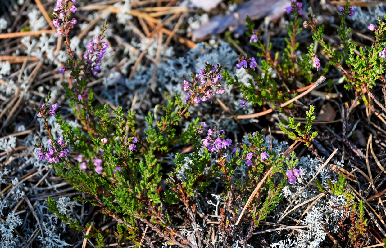 Image of Calluna vulgaris specimen.