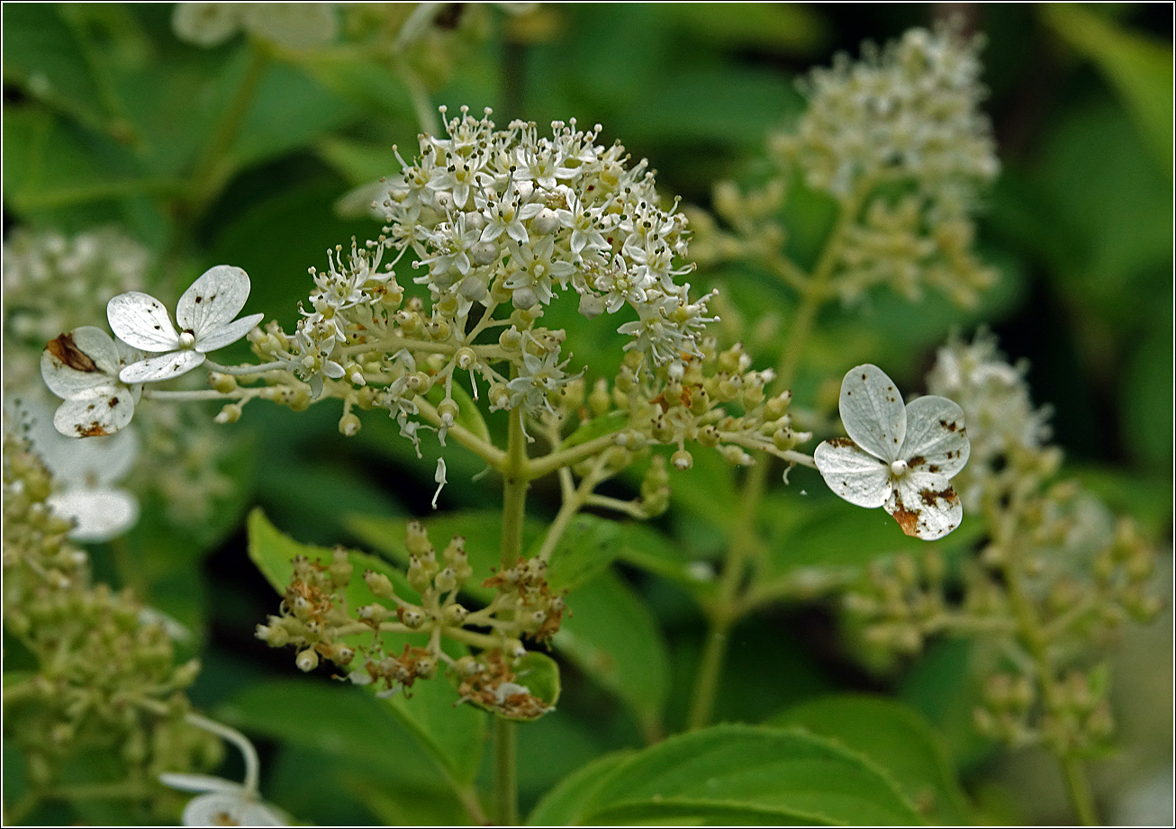 Image of Hydrangea paniculata specimen.