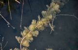 род Myriophyllum